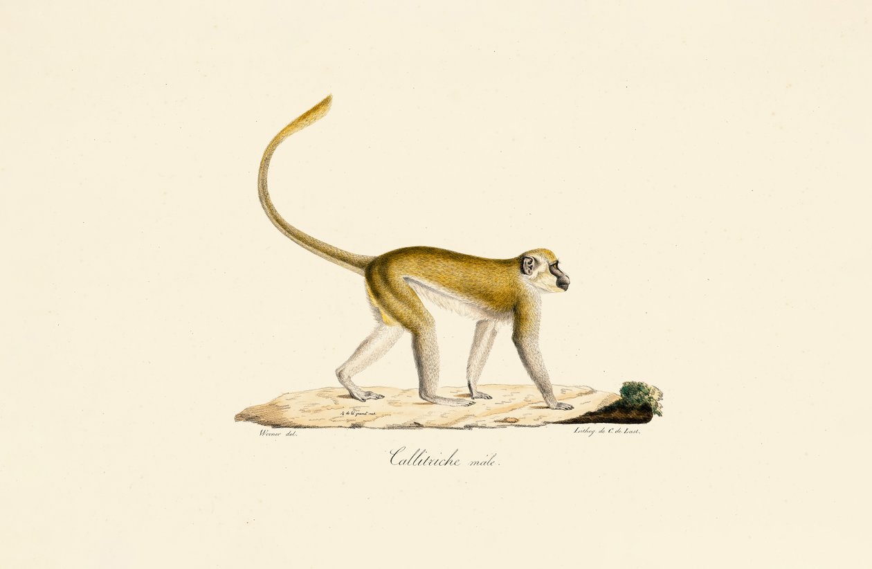  da Jacques Christophe Werner
