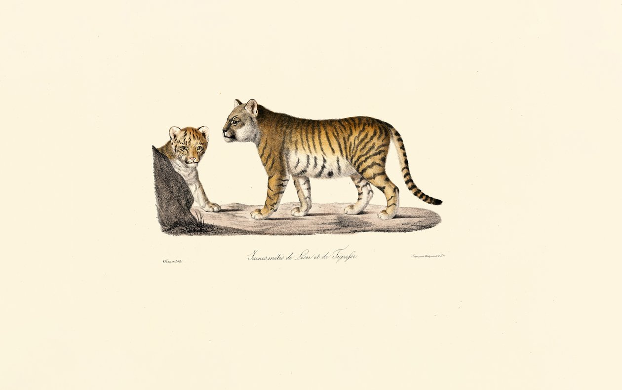 Ibrido di leone e tigre da Jacques Christophe Werner