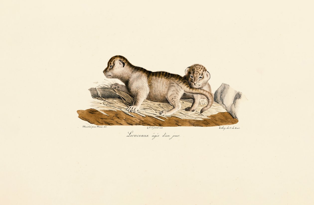 Cuccioli di leone di un giorno da Jacques Christophe Werner