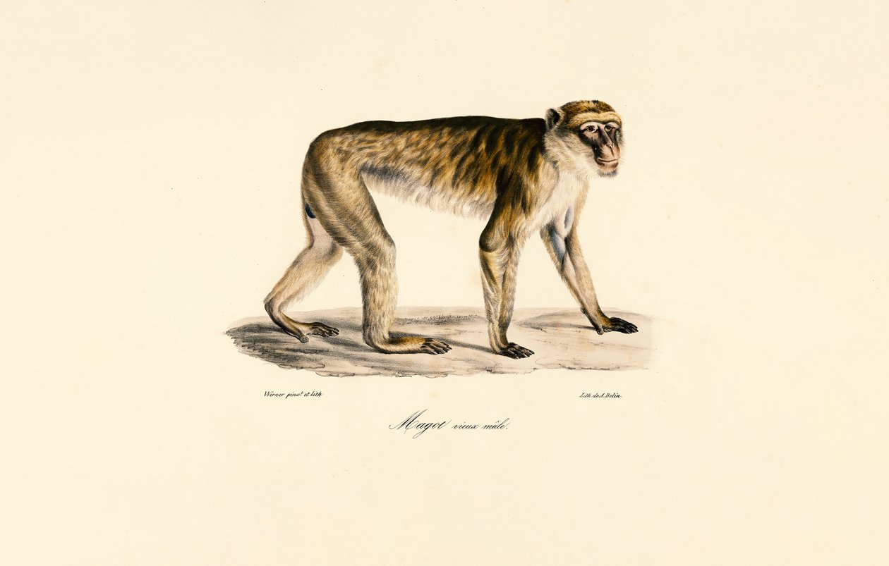 Macaco dalla coda lunga (maschio) da Jacques Christophe Werner