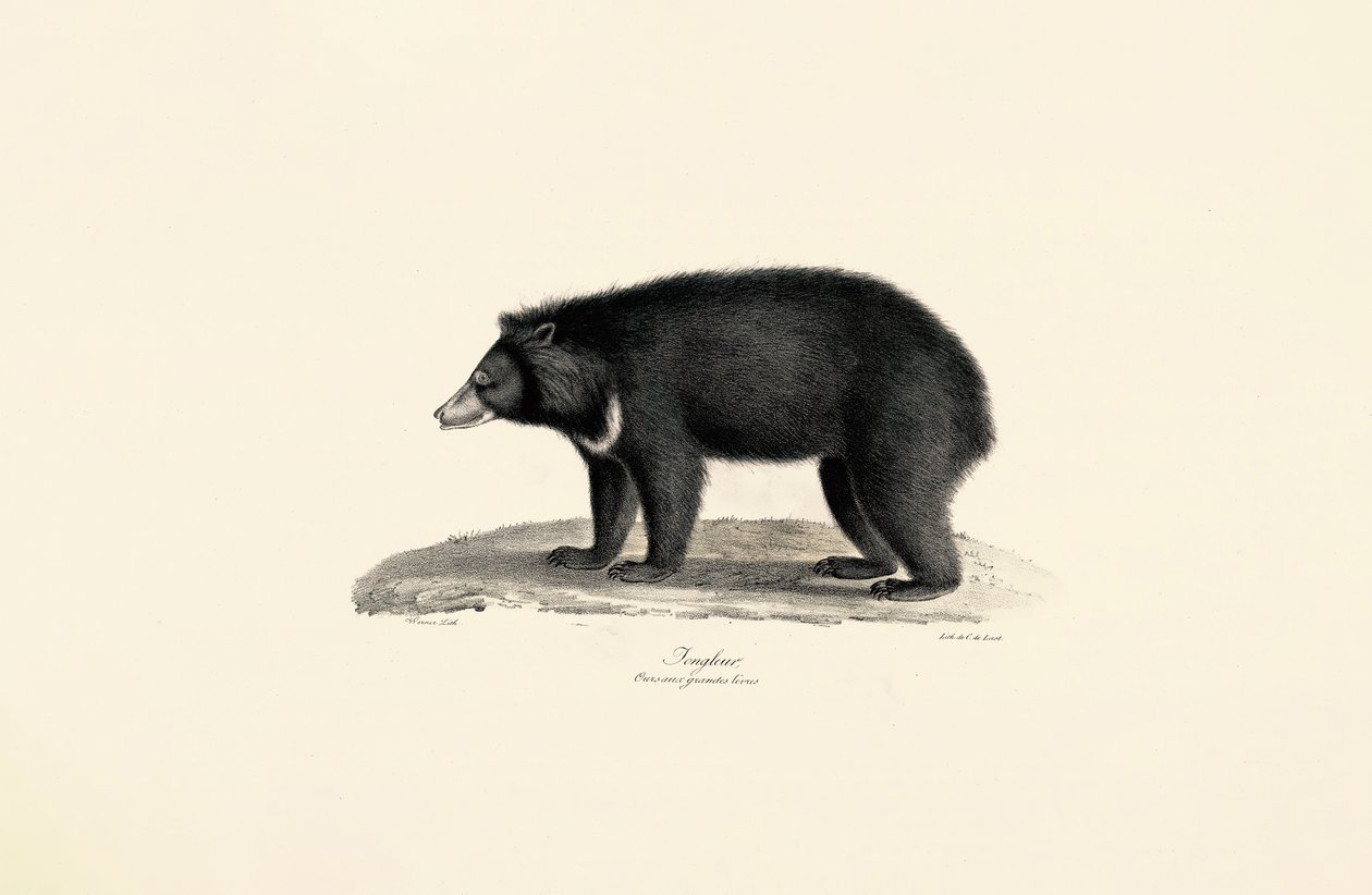 Orso del sole malese da Jacques Christophe Werner