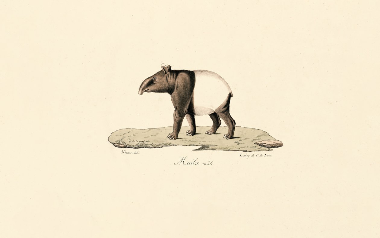 Tapiro malese da Jacques Christophe Werner