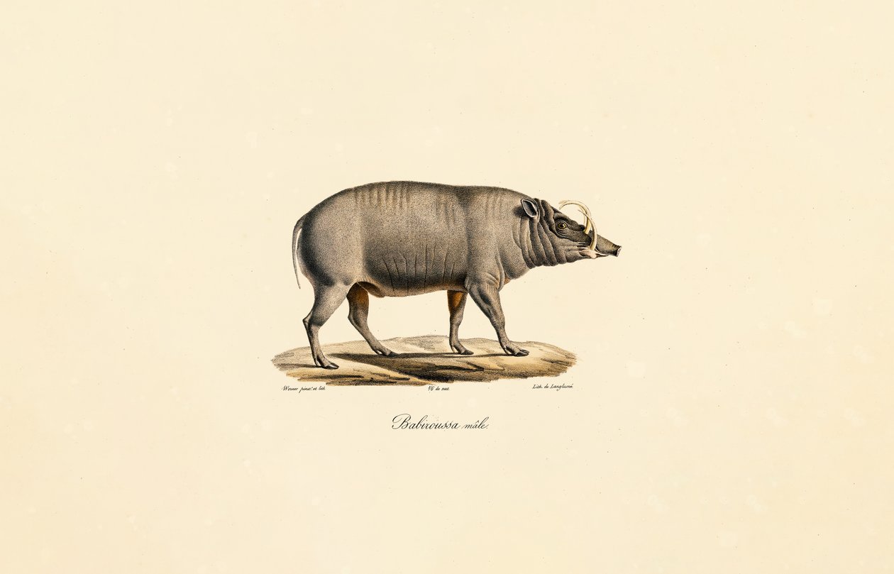 da Jacques Christophe Werner
