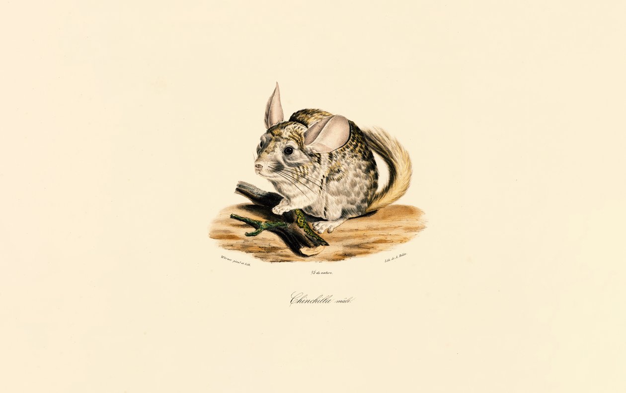  da Jacques Christophe Werner