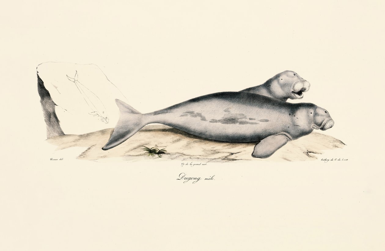 Dugongo maschio da Jacques Christophe Werner