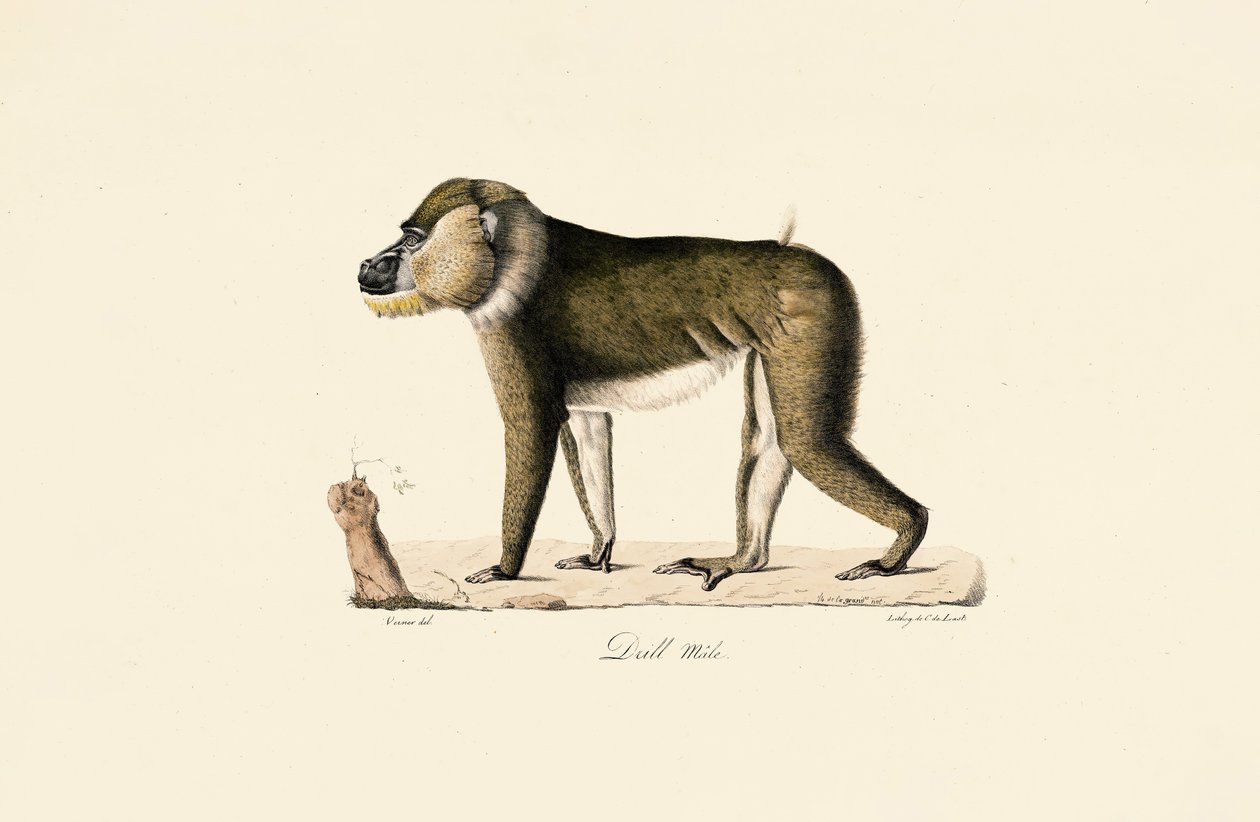 Maschio di babbuino Gelada da Jacques Christophe Werner