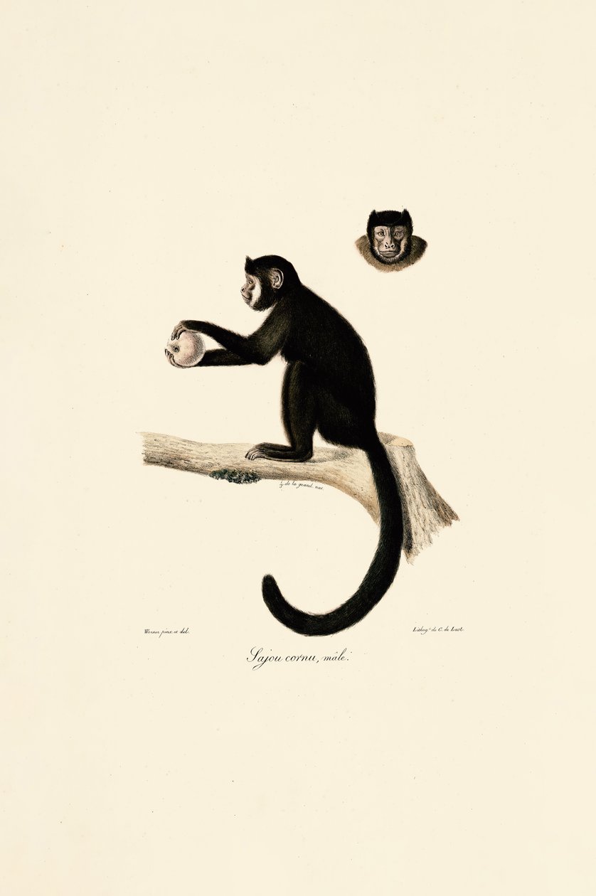  da Jacques Christophe Werner