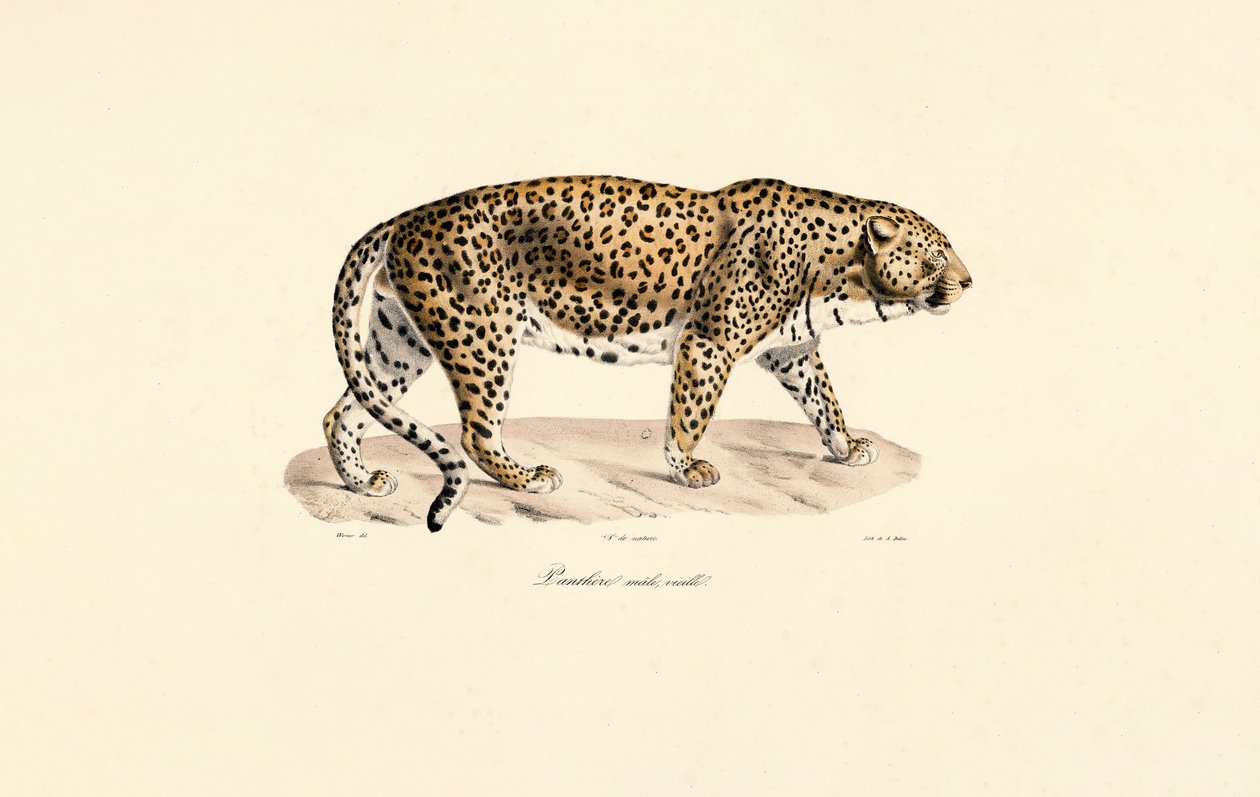 Leopardo maschio da Jacques Christophe Werner