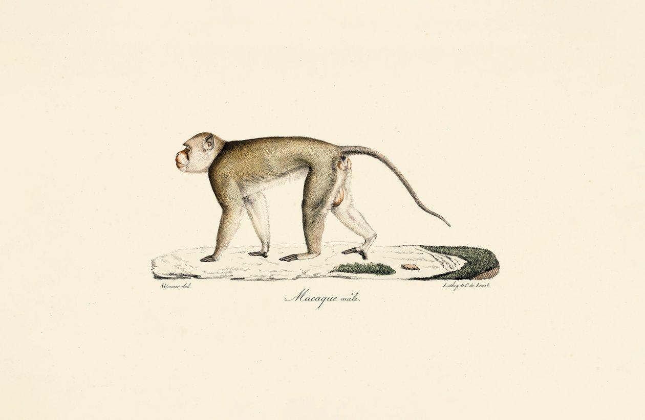  da Jacques Christophe Werner