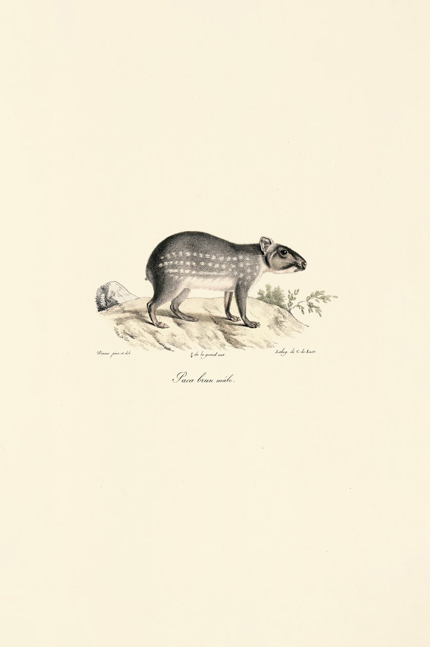 Maschio di Paca maculato da Jacques Christophe Werner