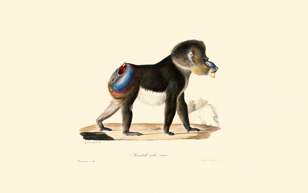 Mandrillo da Jacques Christophe Werner
