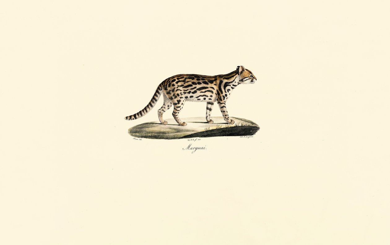  da Jacques Christophe Werner