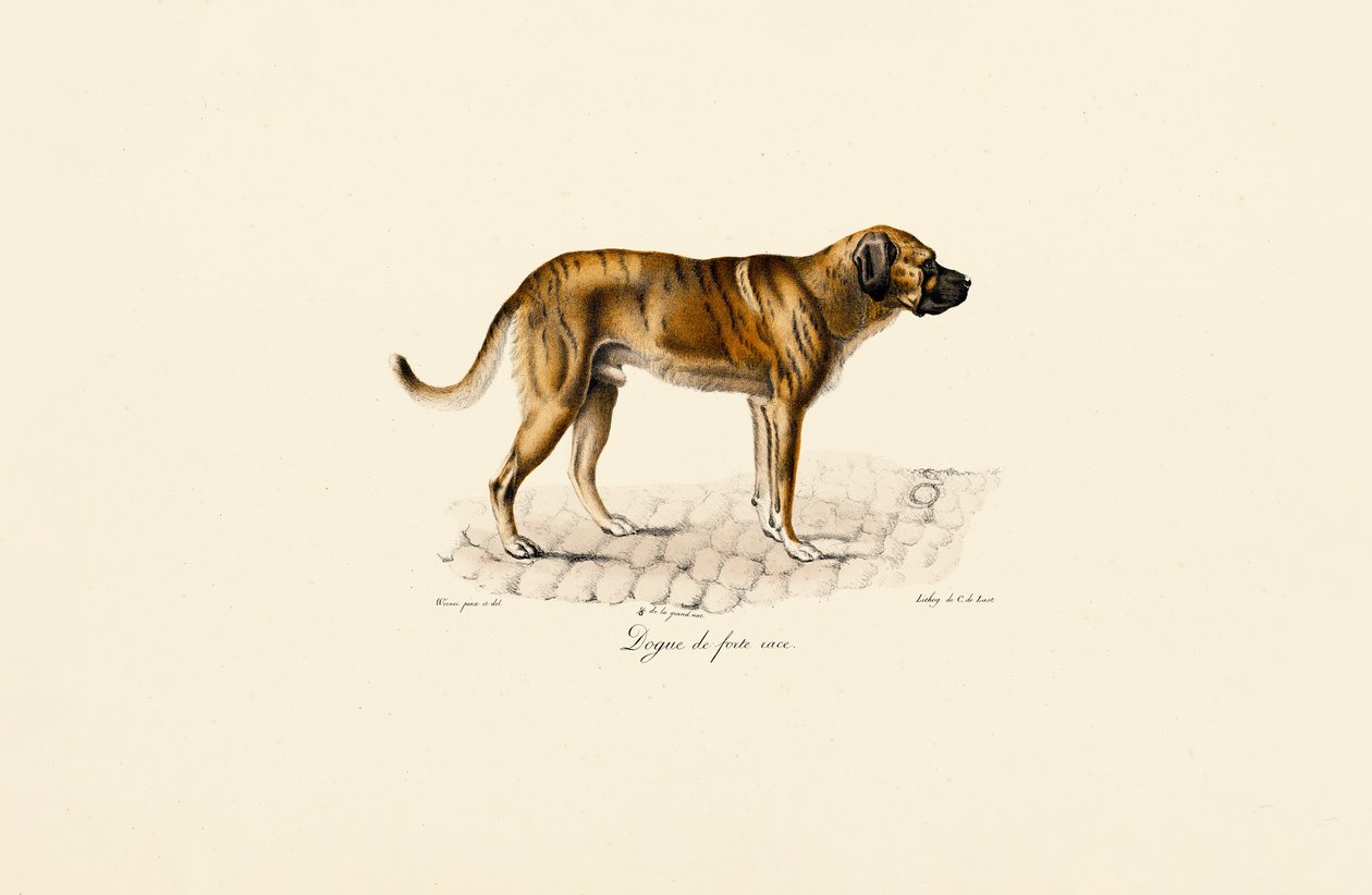 Mastino da Jacques Christophe Werner