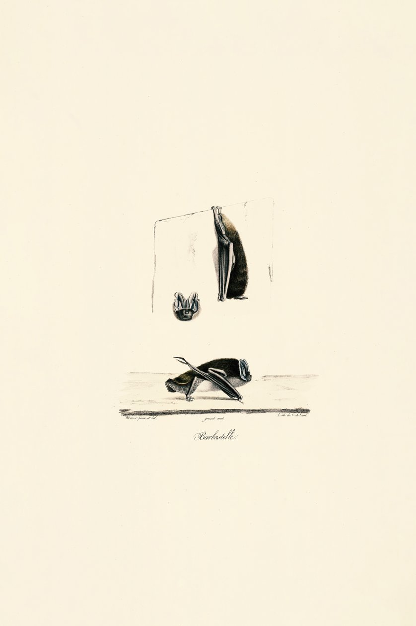  da Jacques Christophe Werner