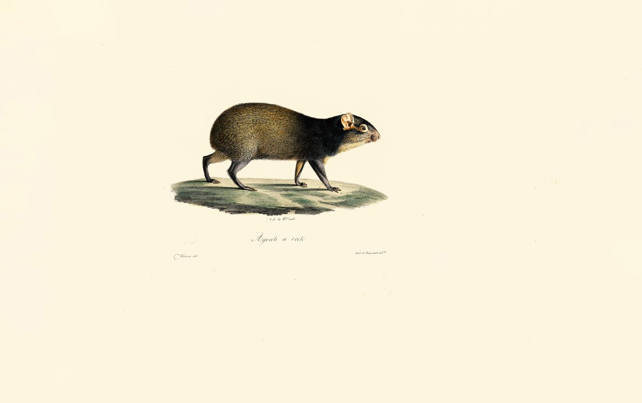 Istrice messicano da Jacques Christophe Werner