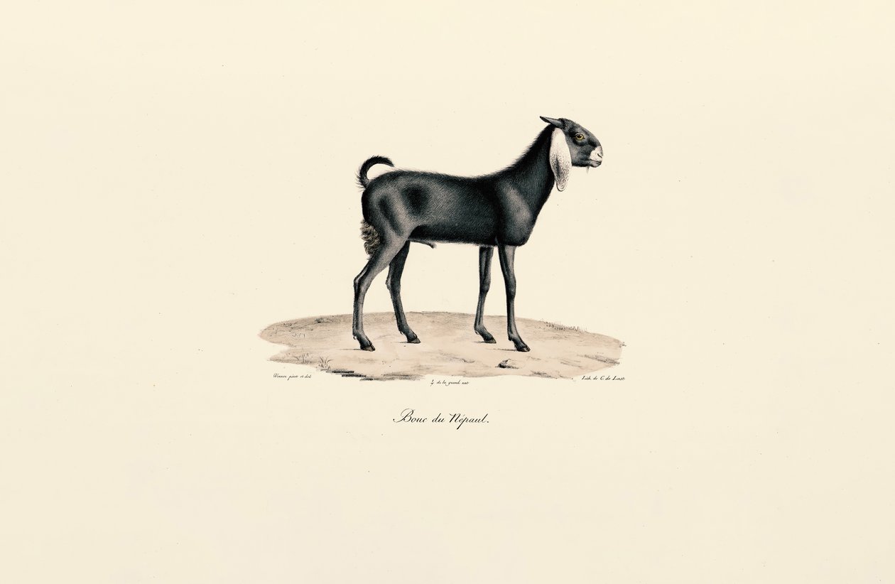 Nepalese Goat da Jacques Christophe Werner