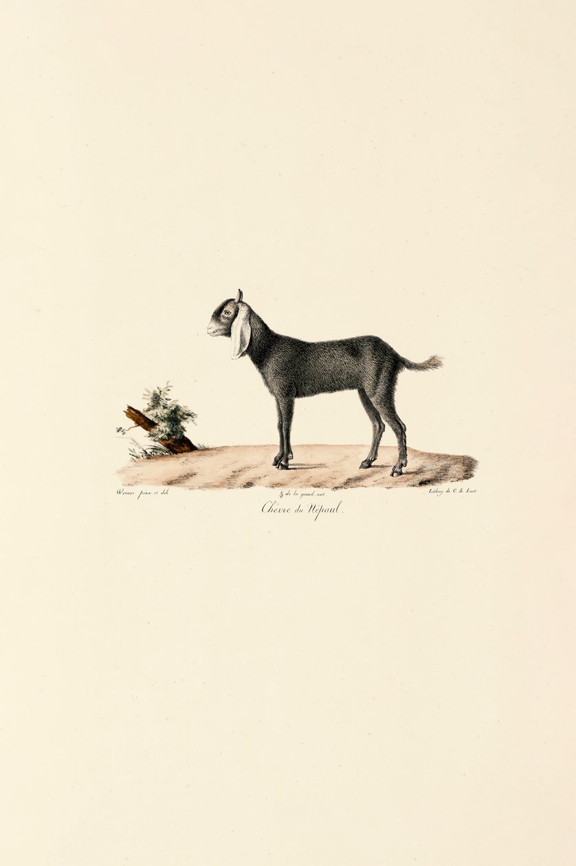 Nepalese Goat da Jacques Christophe Werner