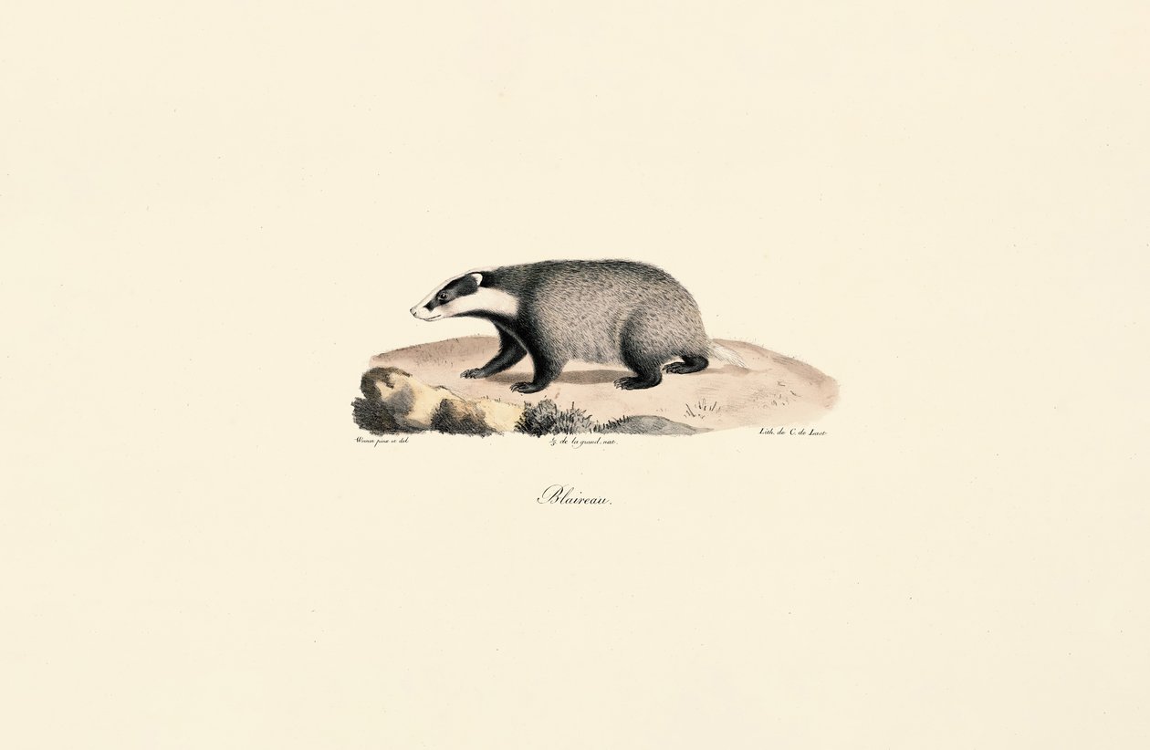 Cane di Terranova da Jacques Christophe Werner
