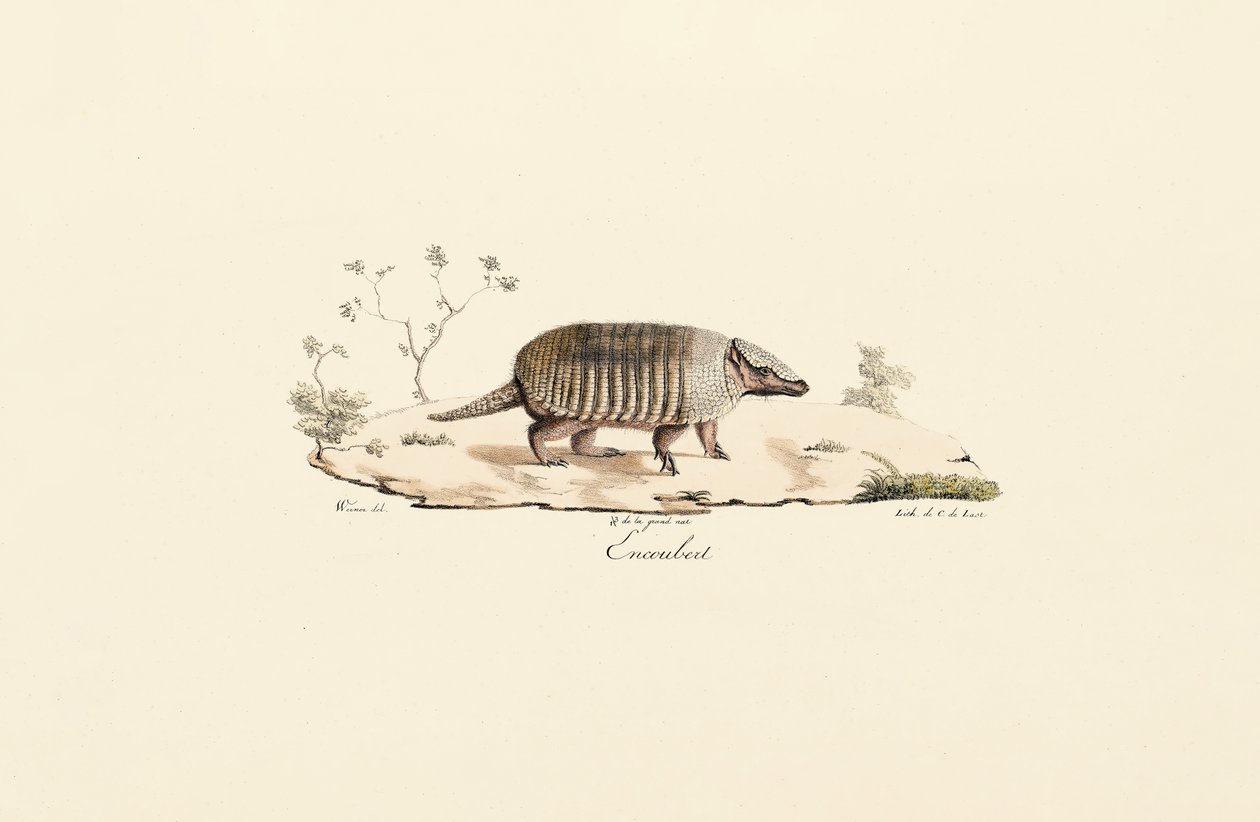 Armadillo a nove bande da Jacques Christophe Werner