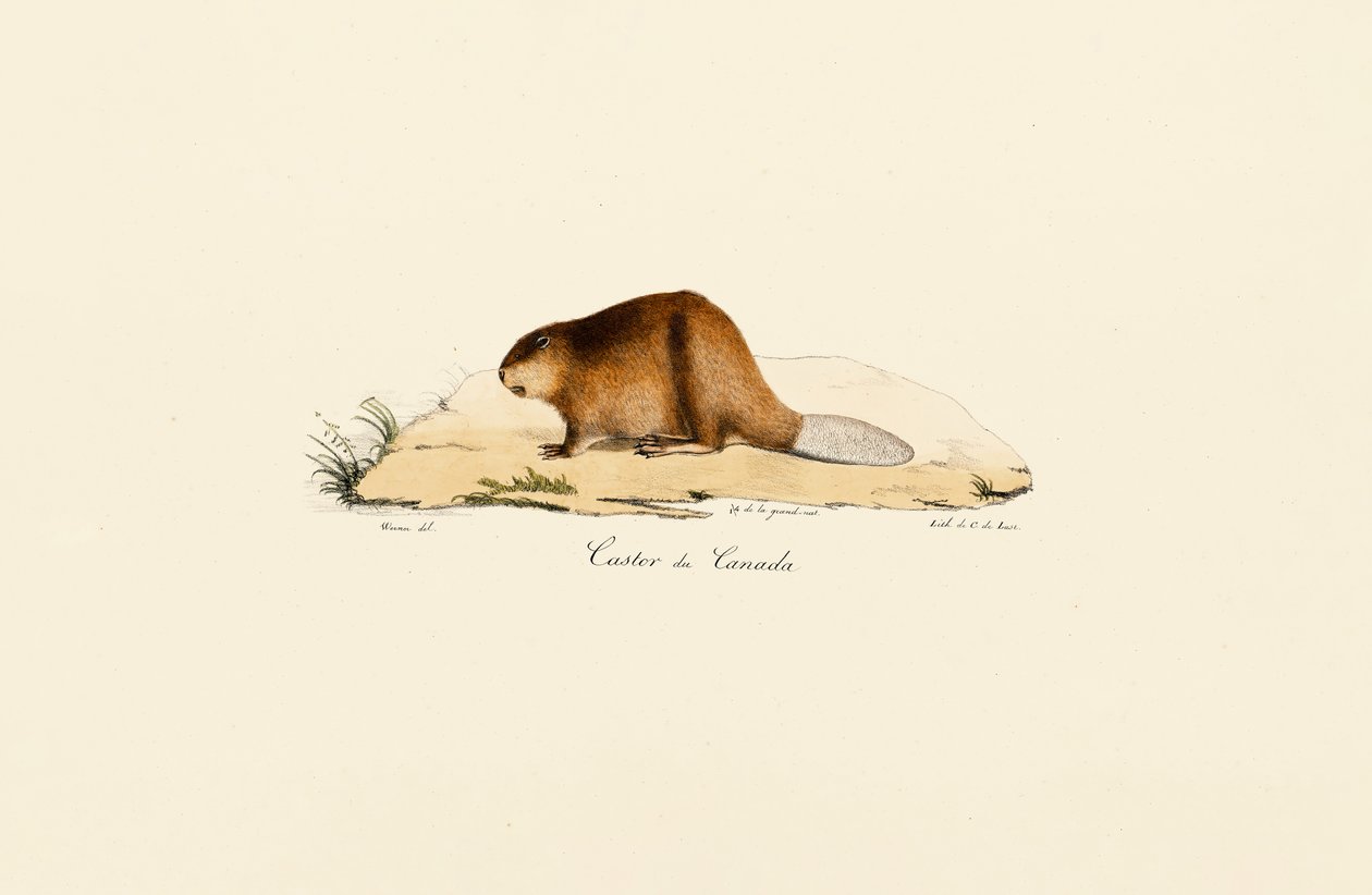 Castoro nordamericano da Jacques Christophe Werner