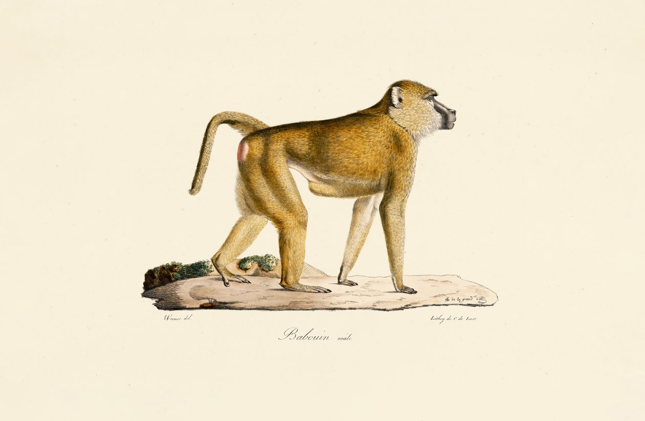 Babbuino oliva (maschio) da Jacques Christophe Werner