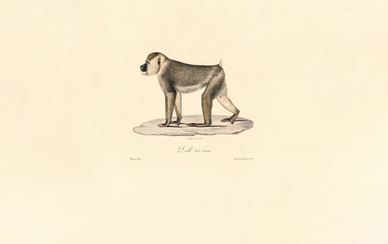  da Jacques Christophe Werner