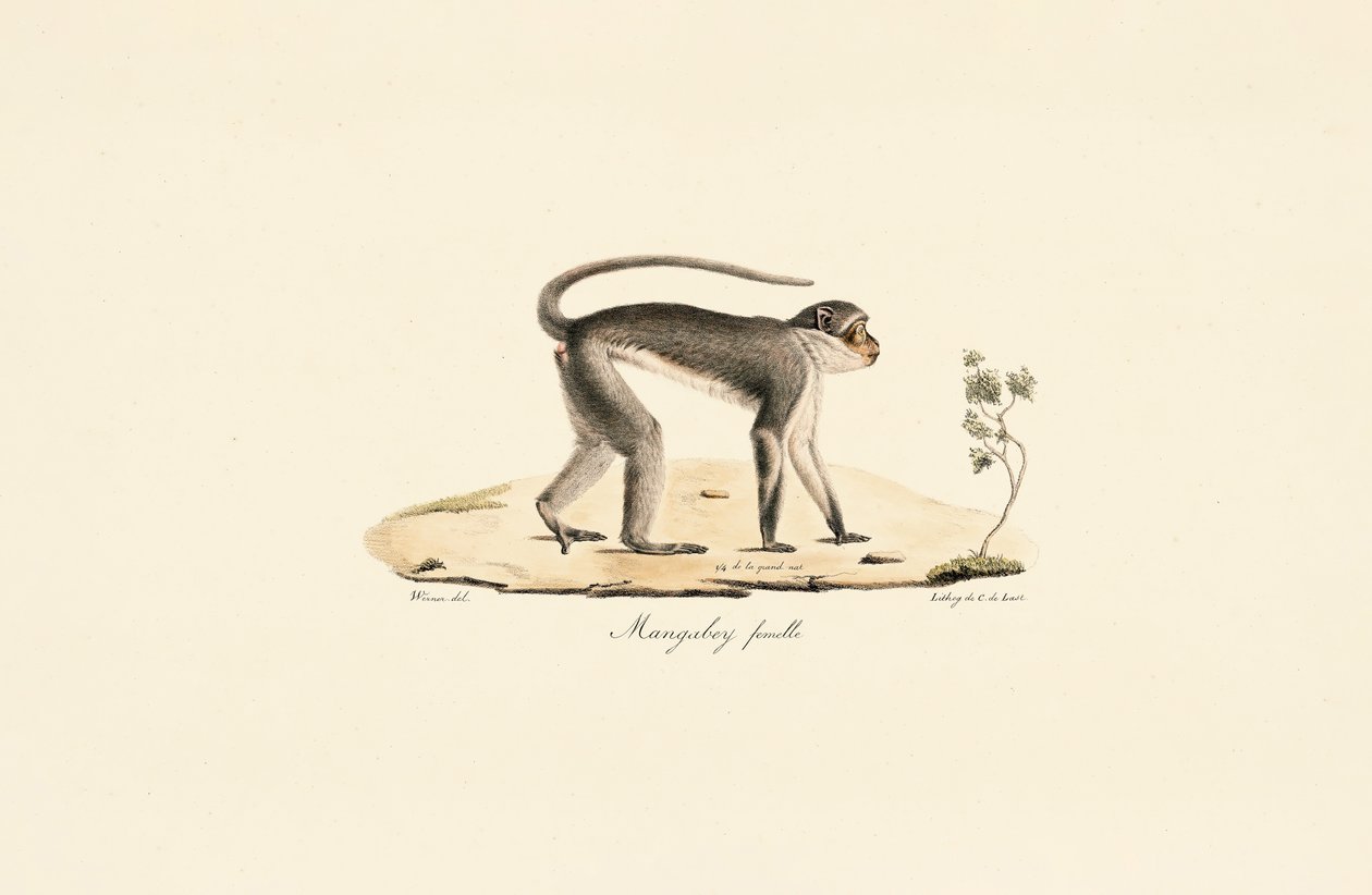  da Jacques Christophe Werner