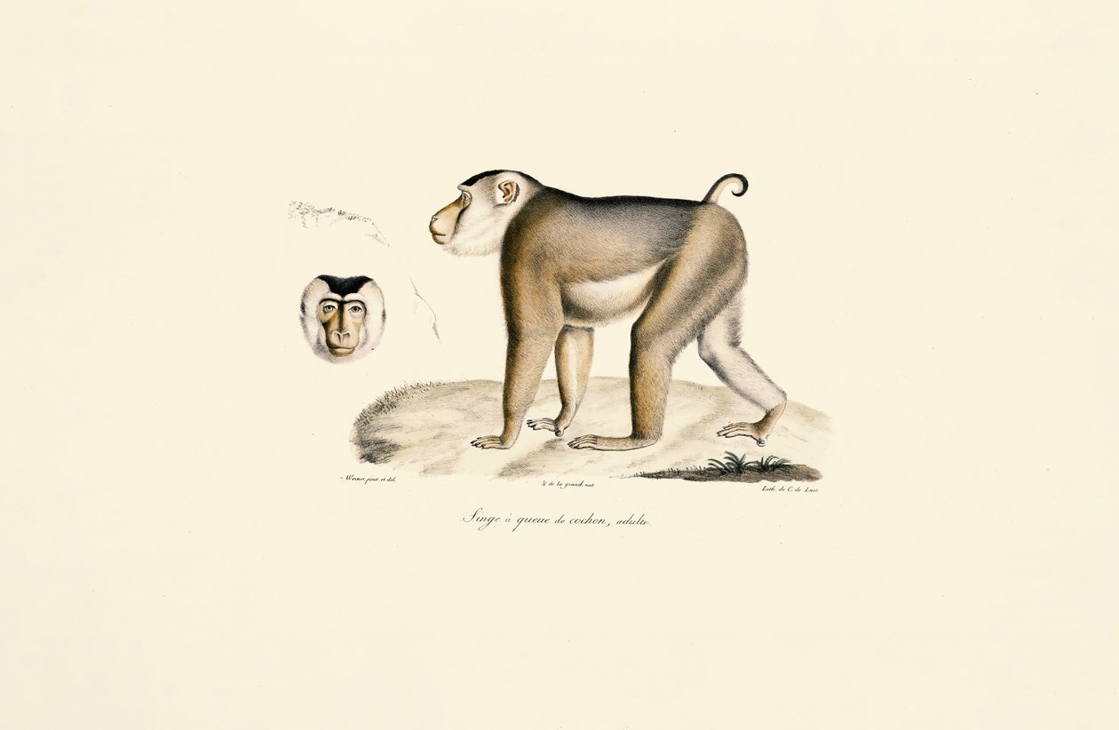  da Jacques Christophe Werner