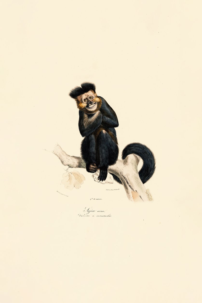  da Jacques Christophe Werner