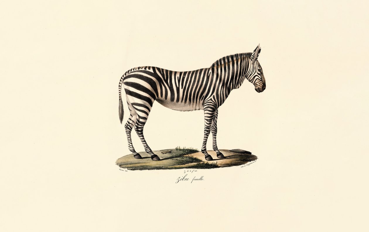 Zebra di pianura, femmina da Jacques Christophe Werner