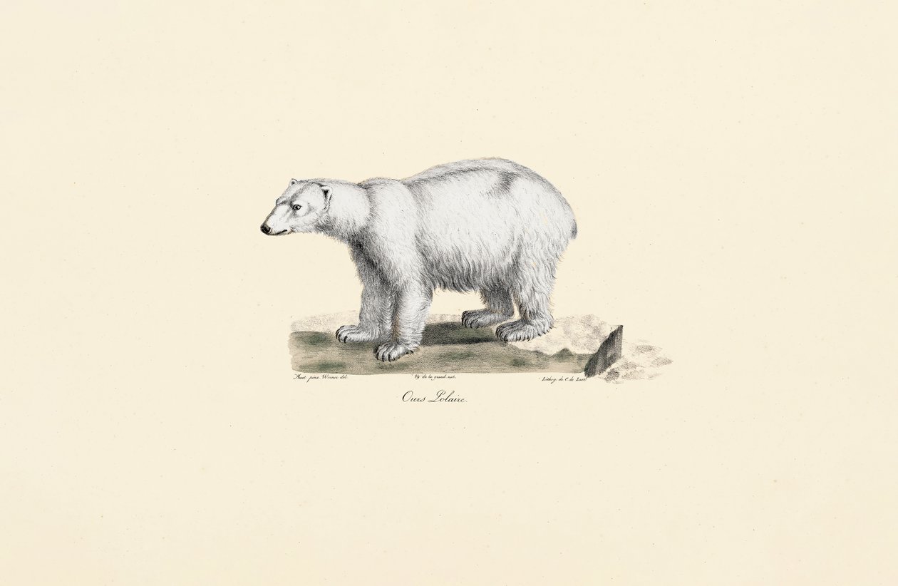 Orso polare da Jacques Christophe Werner