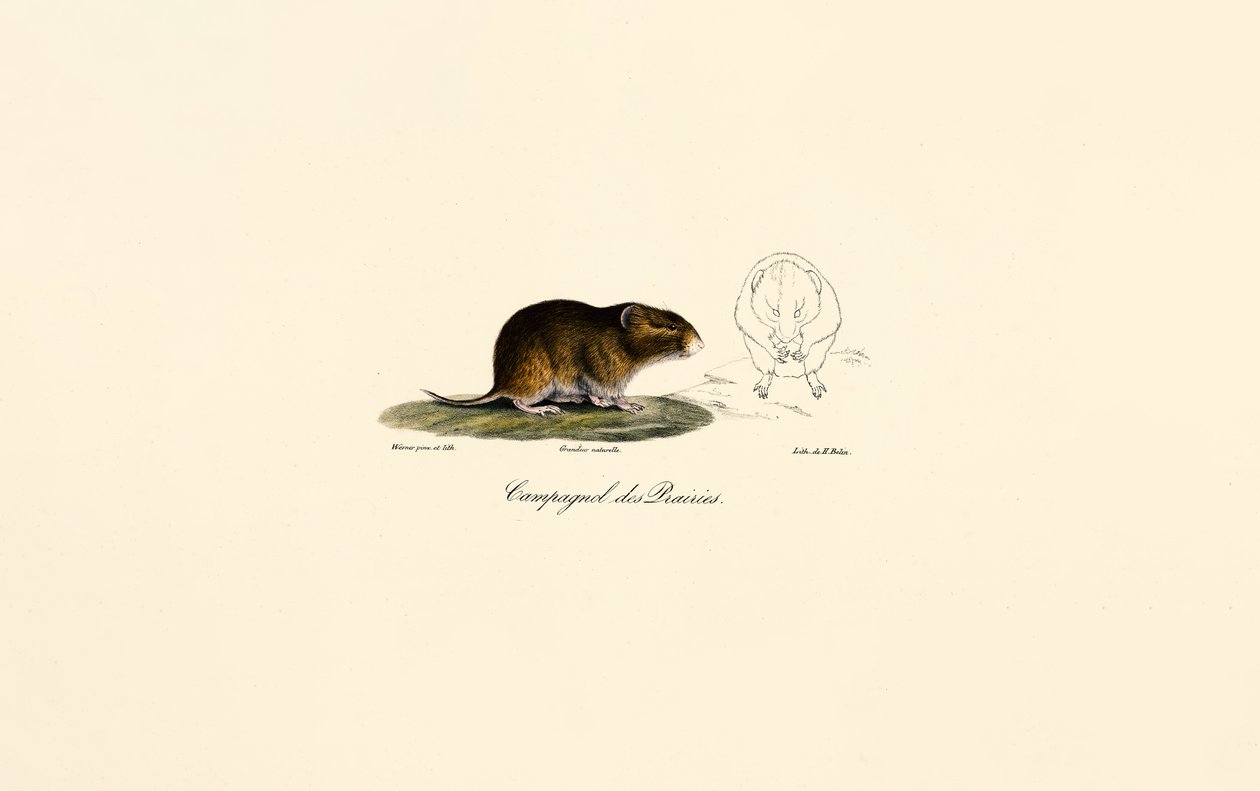 Arvicola delle praterie (arvicola dei prati) da Jacques Christophe Werner