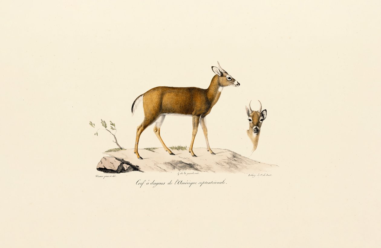 Antilope Pronghorn da Jacques Christophe Werner