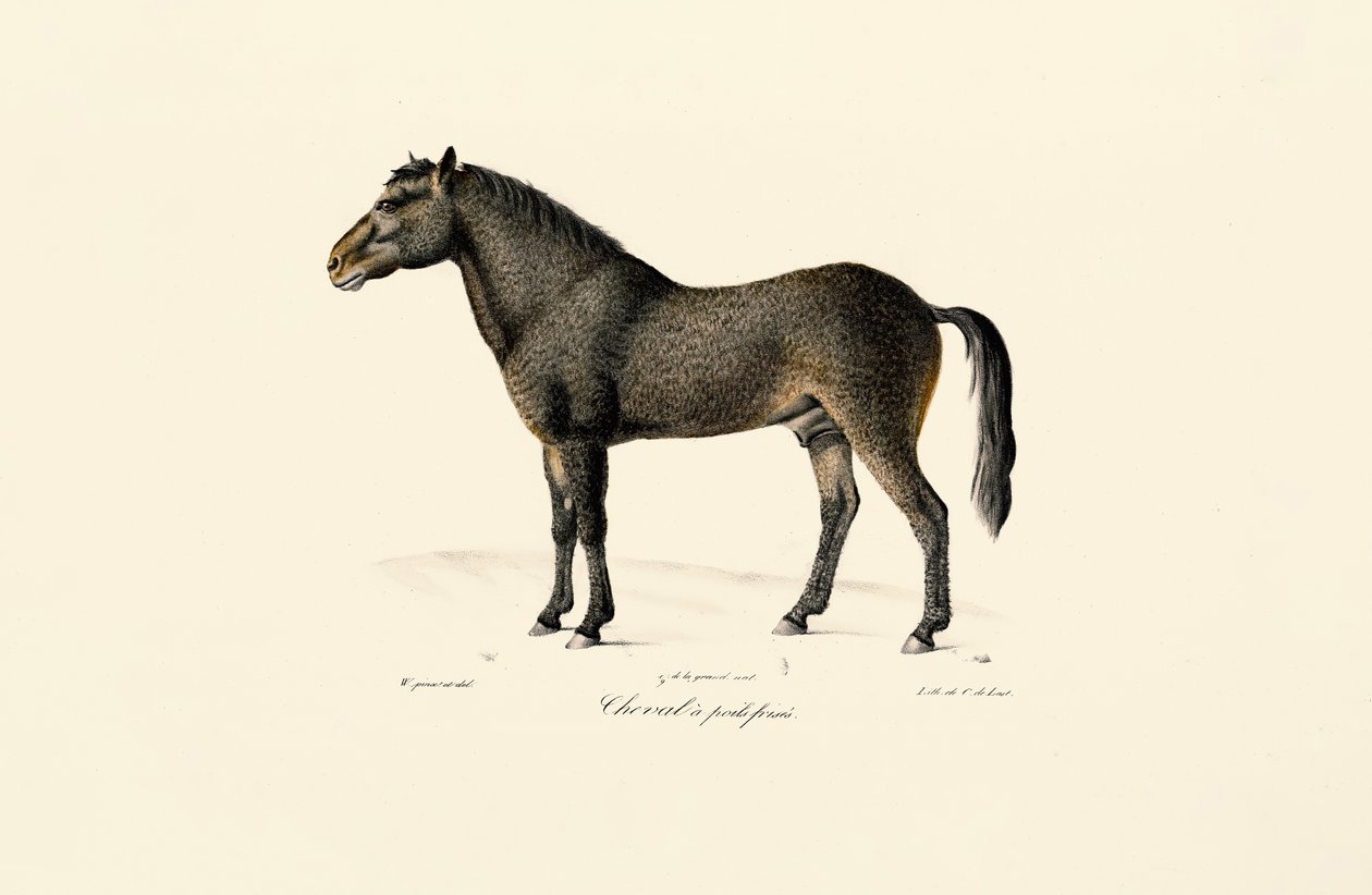  da Jacques Christophe Werner