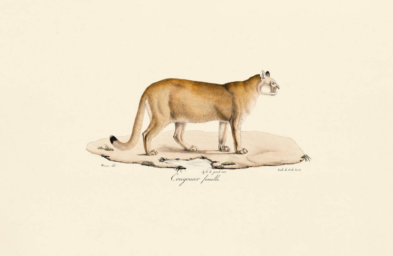 Puma, femmina da Jacques Christophe Werner