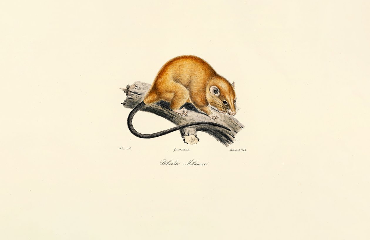  da Jacques Christophe Werner