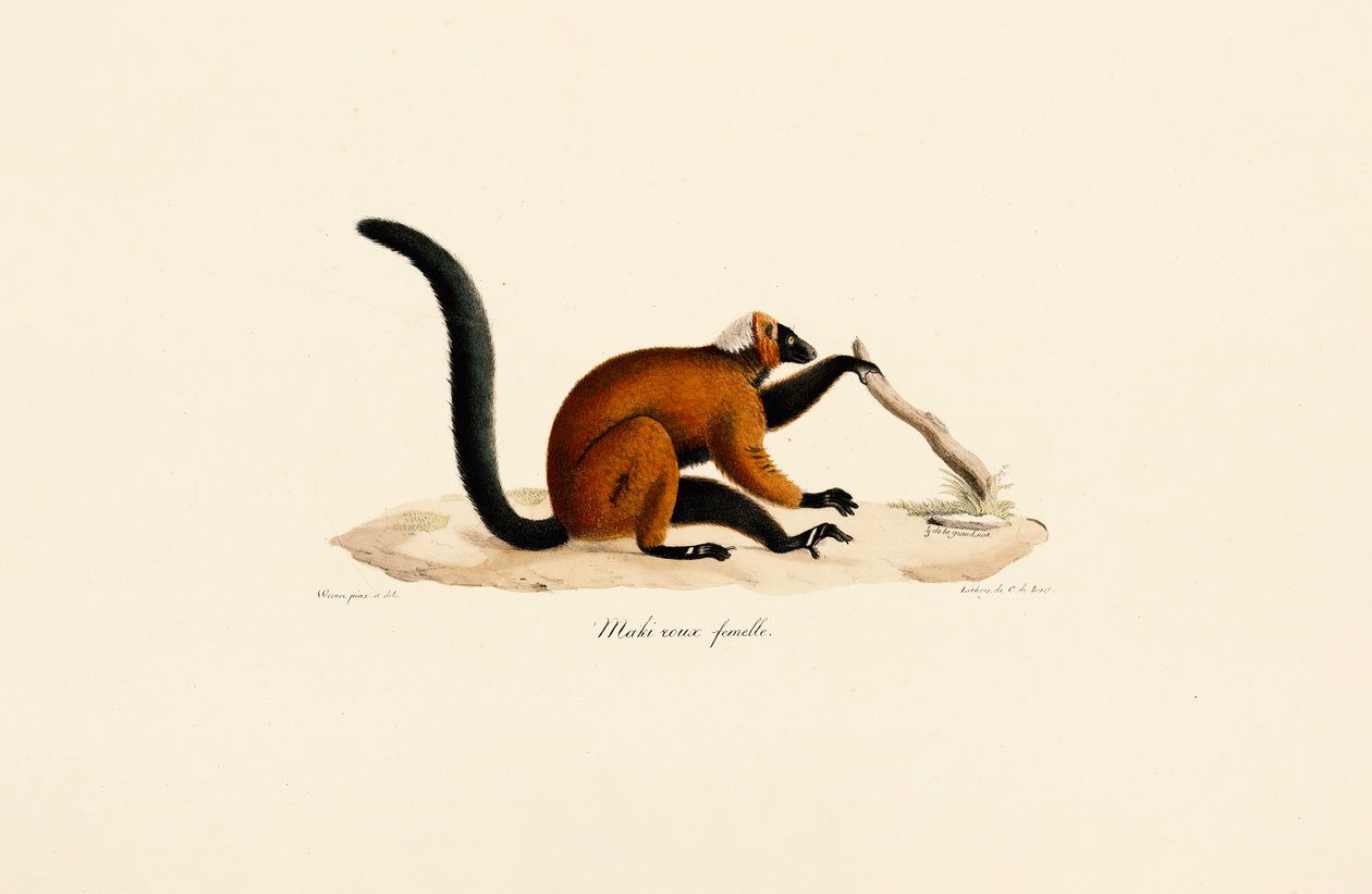  da Jacques Christophe Werner