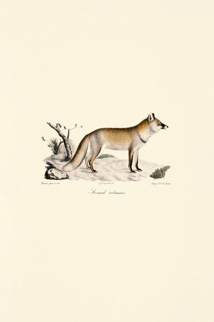 Volpe rossa (Vulpes vulpes) da Jacques Christophe Werner