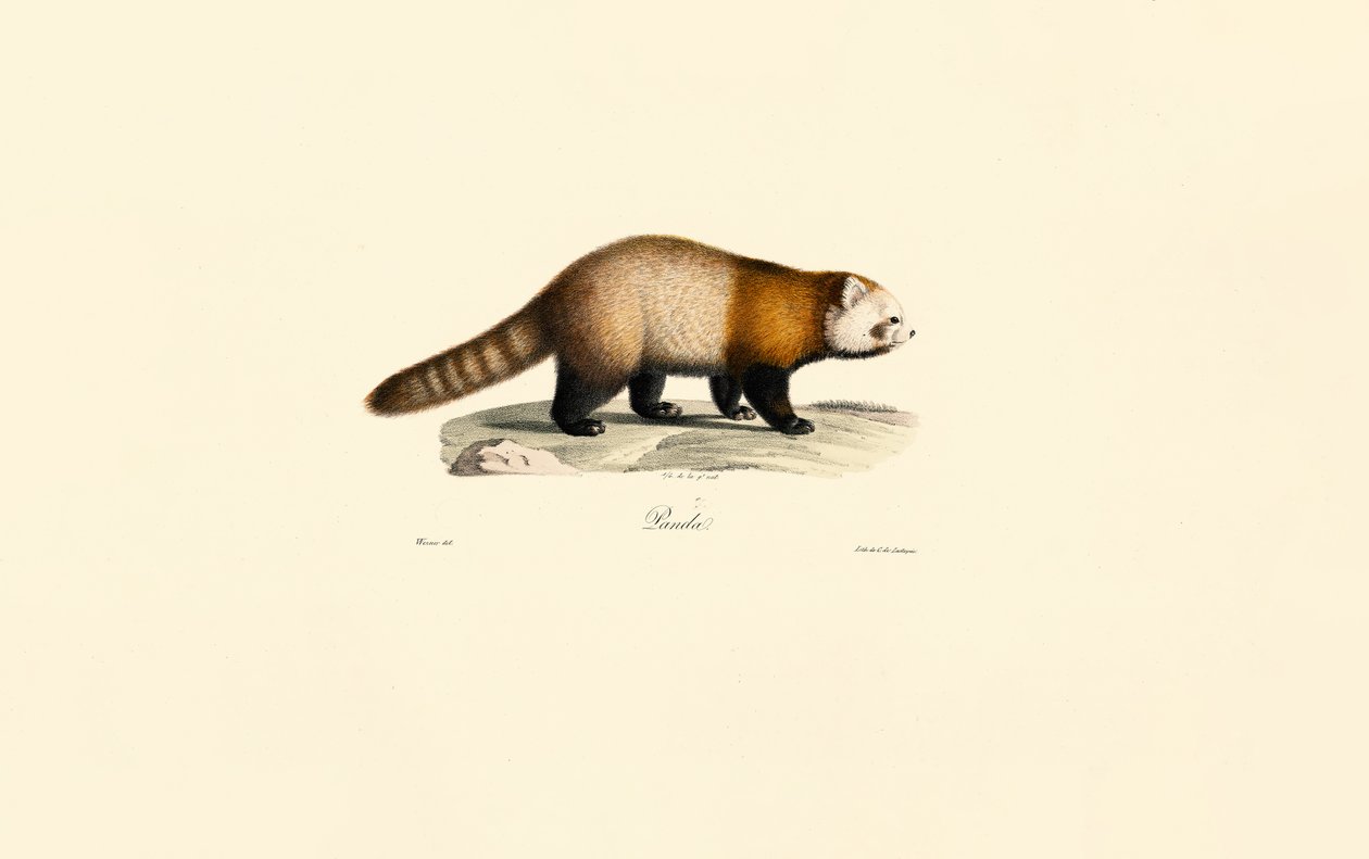 Panda rosso (Ailurus fulgens) da Jacques Christophe Werner