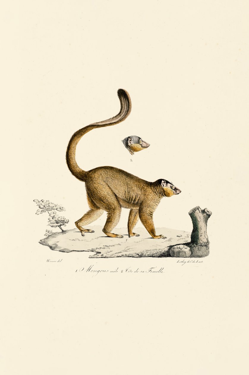  da Jacques Christophe Werner