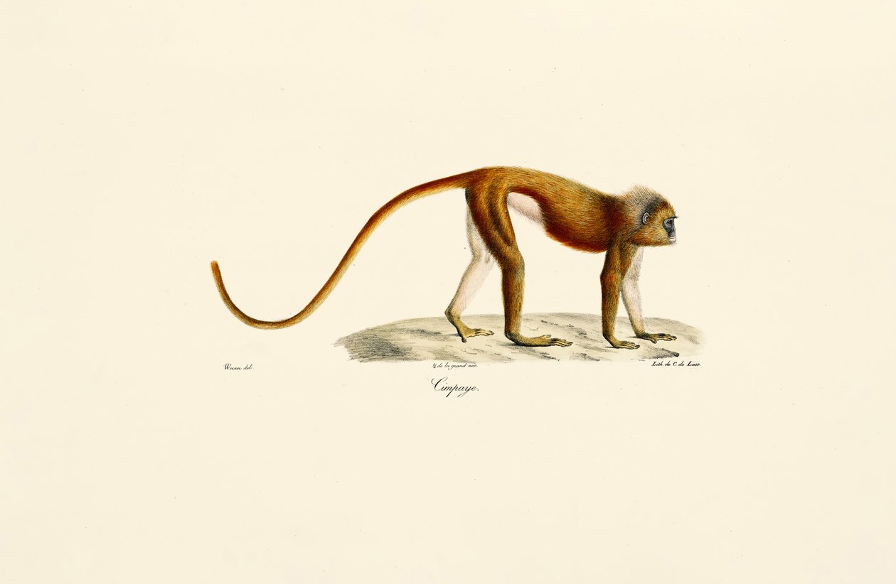 Loris rosso (Loris tardigradus) da Jacques Christophe Werner