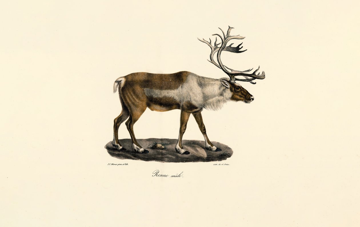 Renna (maschio) da Jacques Christophe Werner