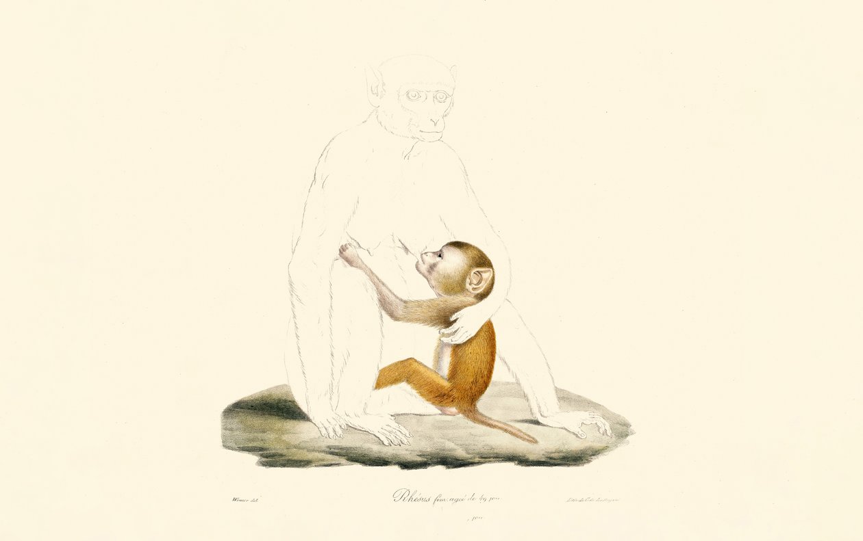 Neonato di macaco rhesus da Jacques Christophe Werner