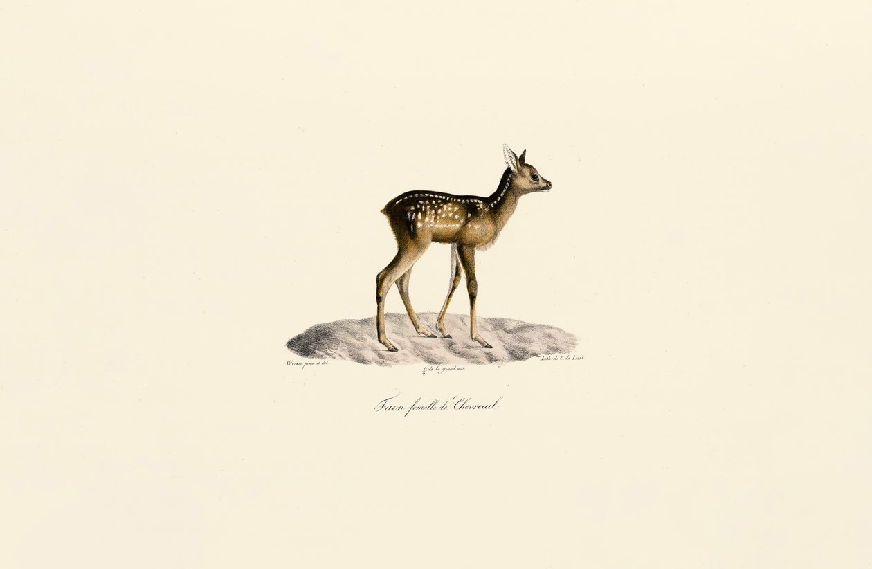 Capriolo Cerbiatto da Jacques Christophe Werner
