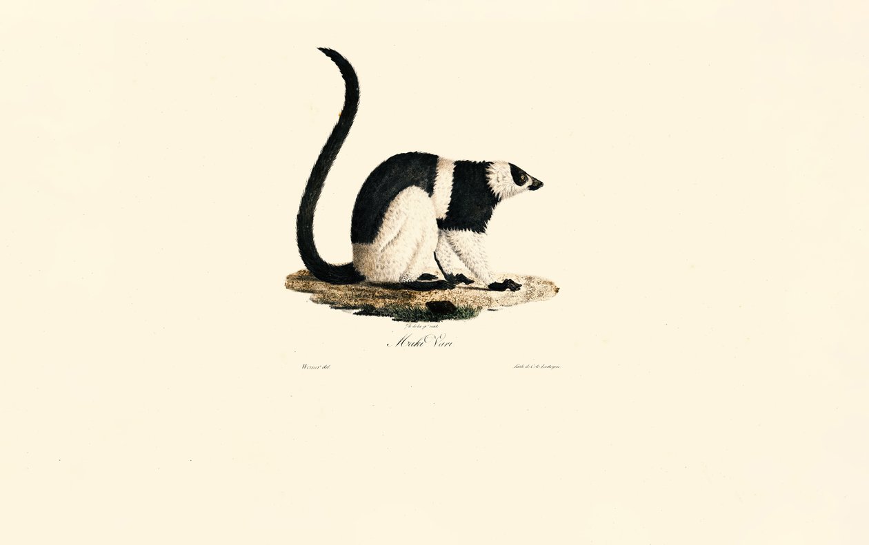 Lemure arruffato da Jacques Christophe Werner