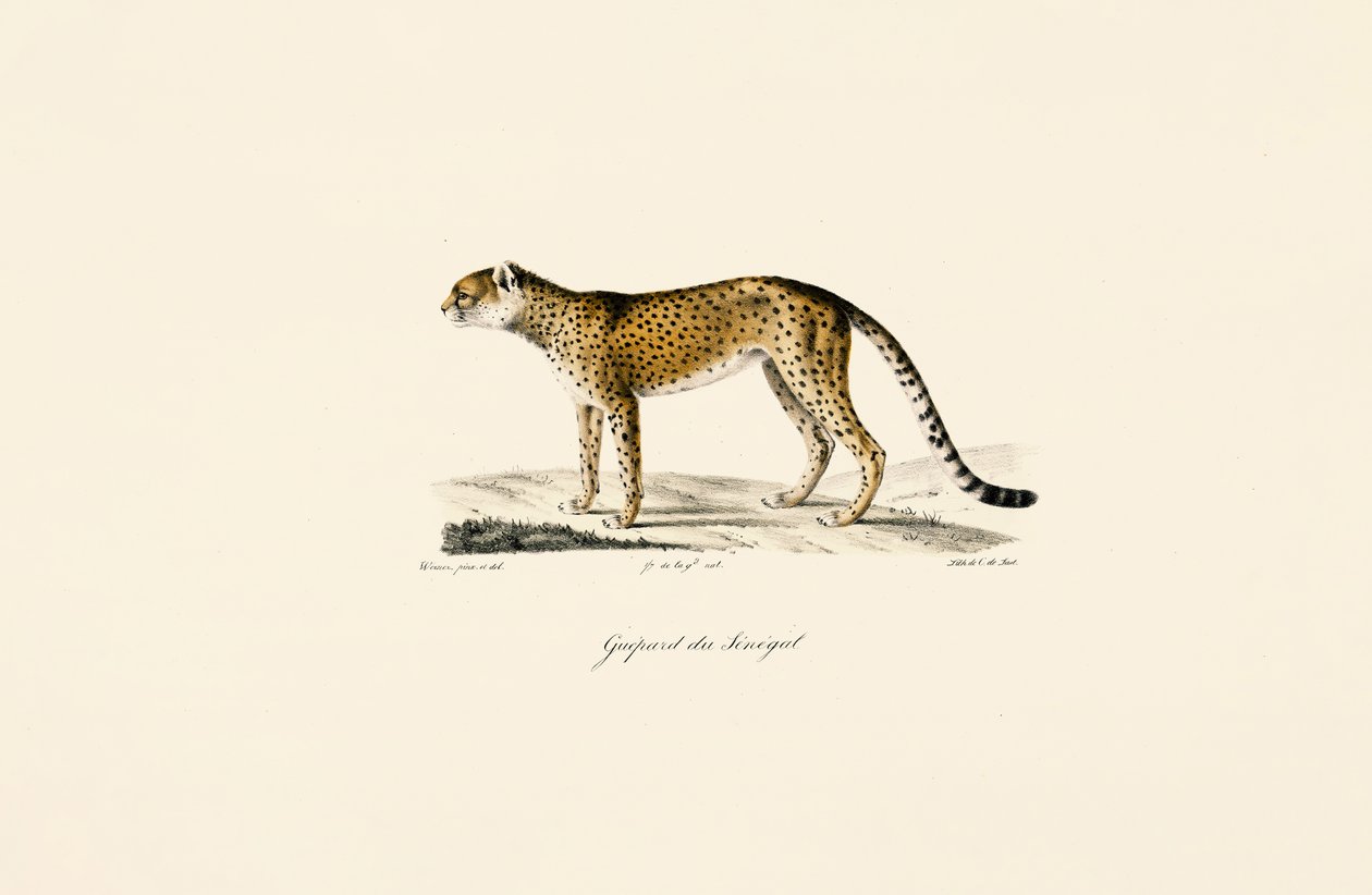 Senegal Ghepardo da Jacques Christophe Werner