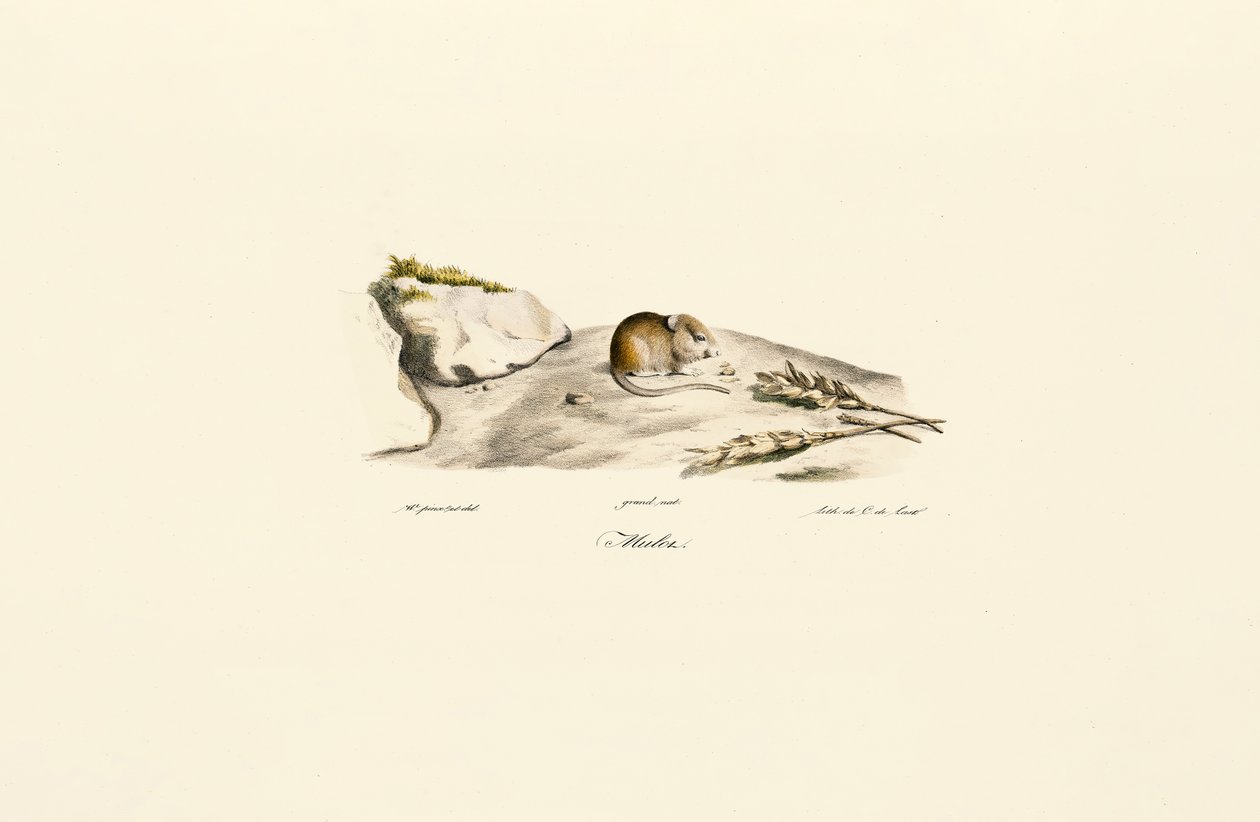 Il Jird di Shaw (Mérion) da Jacques Christophe Werner