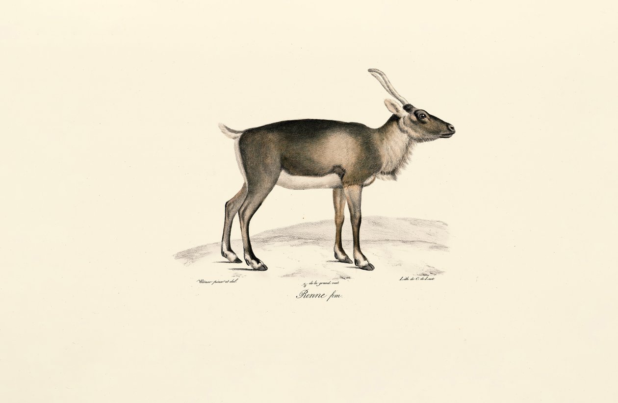 Cervo muschiato siberiano (Moschus moschiferus) da Jacques Christophe Werner