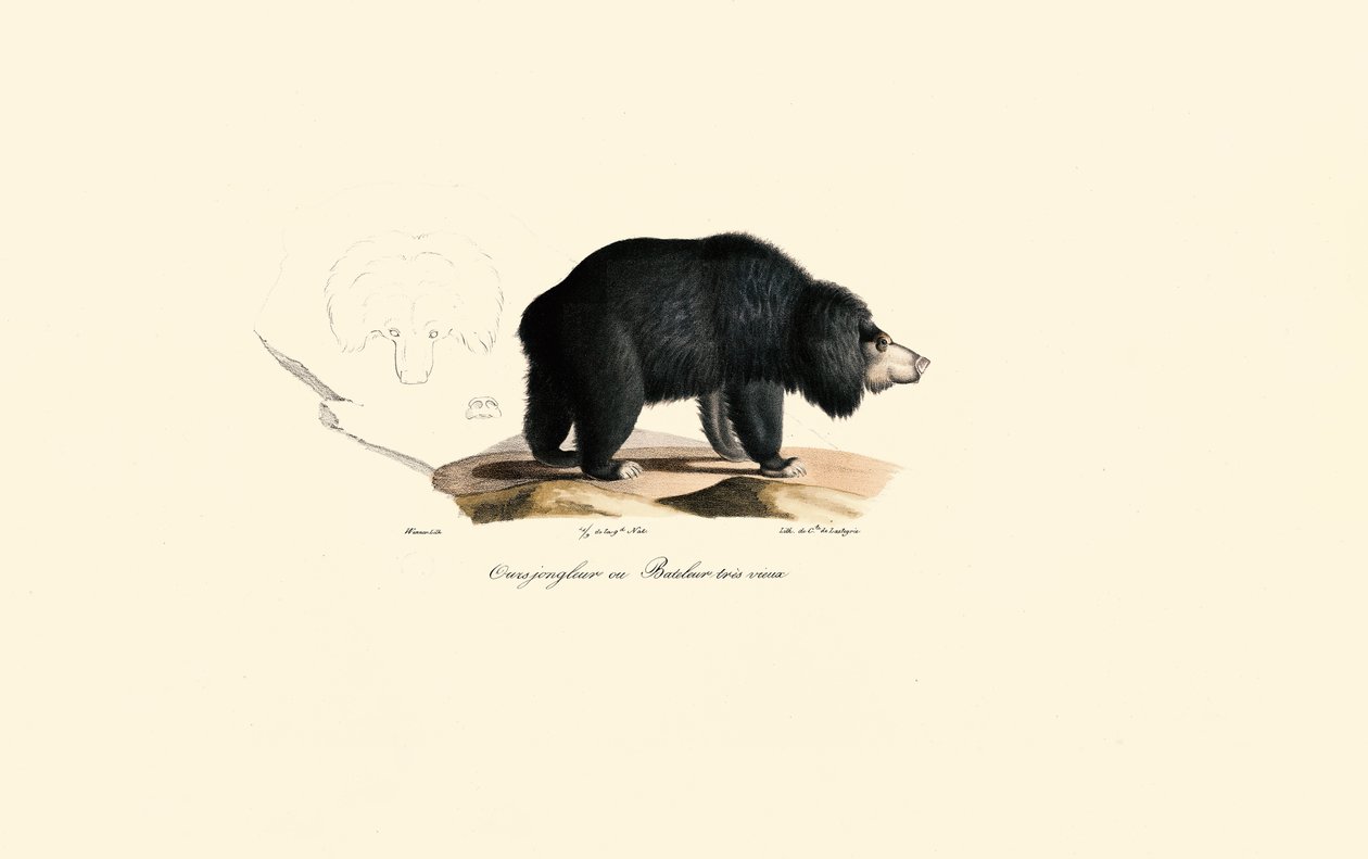 Orso bradipo (Vecchio orso giocoliere) da Jacques Christophe Werner