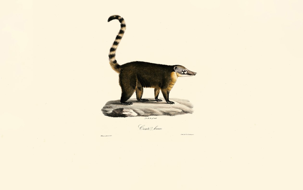 Coati sudamericani (Nasua nasua) da Jacques Christophe Werner
